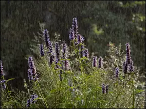 Deszcz, Polne, Kwiaty