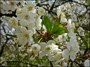 Wiosna, Drzewo Owocowe, Kwitnące Kwiaty