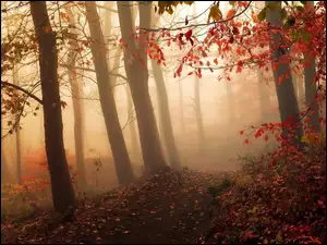 Mgła, Liście, Ścieżka, Las, Jesień, Drzewa, Poranna