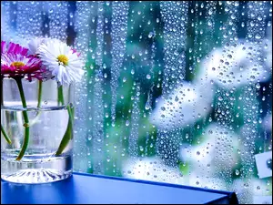 Deszcz, Kwiaty, Szyba
