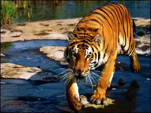 Tygrys, Rzeka