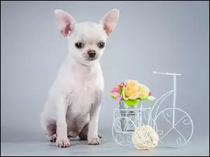 Pies, Chihuahua
