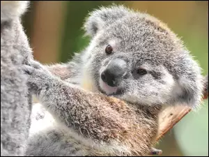 Miś, Koala