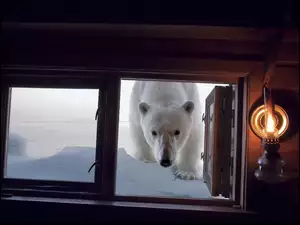 Niedźwiedź Polarny, Okno