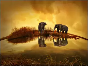 Słonie, Tajlandia, Wodopój, Widnokrąg