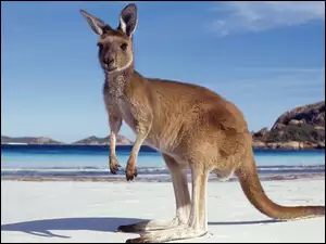 Australia, Kangur, Plaża, Morze, Góry