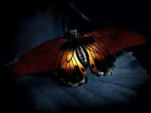 Noc, Motyl, Liść