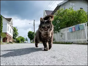 Domy, Kot, Ulica