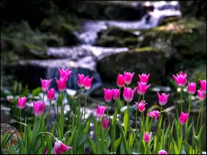 Różowe, Rzeka, Tulipany, Górska