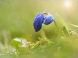 Cebulica Syberyjska, Pąk, Niebieski, Kwiat
