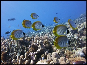 Rafy Koralowe, Ryby, Dno morza