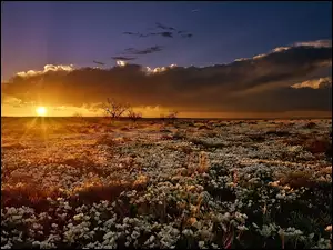 Zachód słońca, Kwiaty, Promienie, Pole