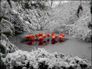 Flamingi, Zima, Rzeka, Las