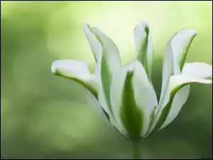 Rozmyte, Tulipan, Zielony, Biało, Tło