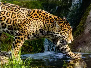 Woda, Piękny, Jaguar