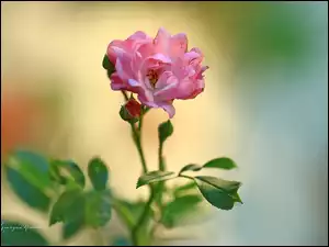 Kwiat, Różowa, Róża
