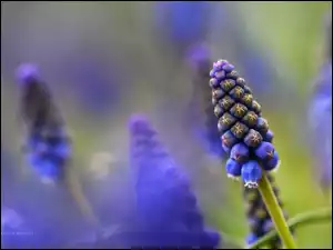 Kwiaty, Szafirki, Niebieskie