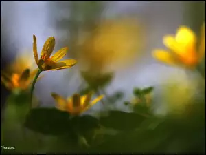 Ziarnopłon Wiosenny, Wiosna, Żółty, Kwiat