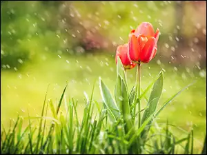 Deszcz, Czerwone, Tulipany