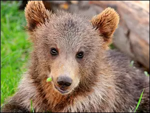 Niedźwiadek, Brunatny