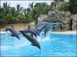 Delfinki, Palmy, Basen, Skały
