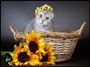 Kwiaty, Kot, Koszyczek