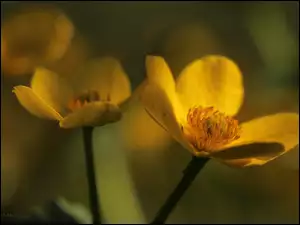 Kwiaty, Kaczeńce, Żółte