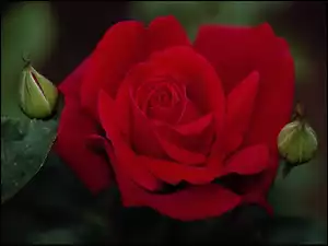 Róża, Aksamitna, Czerwona