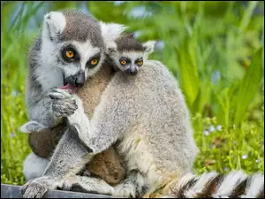 Dwa, Lemury