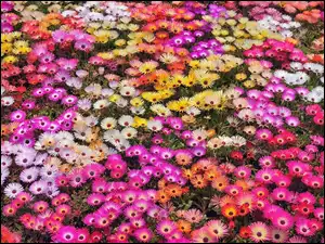 Różnokolorowe, Kwiatki