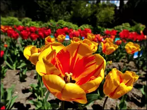 Rozmycie, Ogród, Tulipany