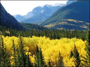 Góry, Kanada, Lasy, Alberta