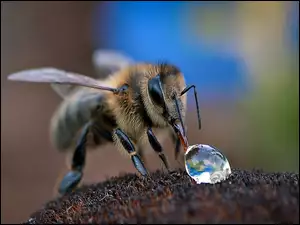 Pszczoła, Kropla