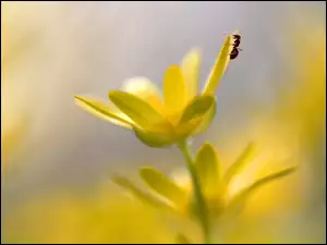 Ziarnopłon Wiosenny, Mrówka, Żółte, Kwiaty