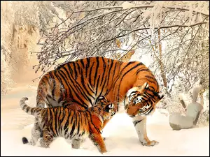 Tygrysy, Śnieg, Zima, Drzewa