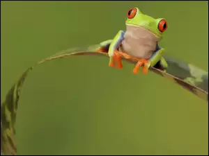 Żabka, Zielona, Żaba