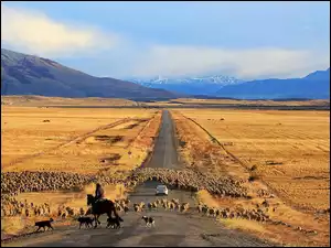 Patagonia, Owce, Łąki, Droga, Chile, Góry, Wypas