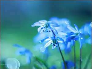 Kwiaty, Cebulica Syberyjska, Niebieskie