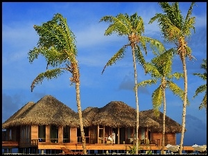 Malediwy, Morze, Hoteliki, Palmy