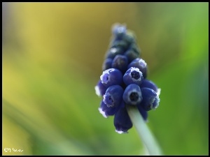 Kwiat, Szafirek, Niebieski
