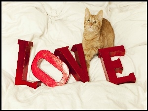 Walentynki, Kot, Miłość