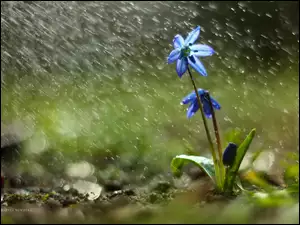 Cebulica Syberyjska, Deszcz, Niebieski, Kwiat