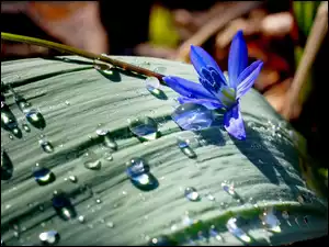 Deszcz, Liść, Kwiatek, Niebieski, Krople