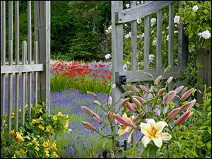 Ogród, Gate, Bainbridge, Waszyngton, Island, Kwiatowy