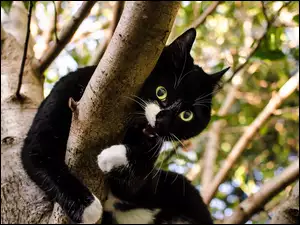 Drzewo, Czarny, Kot