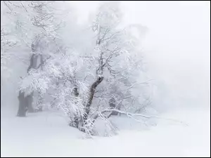 Śnieg, Oszronione, Drzewa
