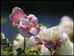 Kwiat, Róża, Nakrapiana