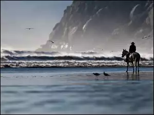 Koń, Morze, Człowiek, Fale, Jeździec