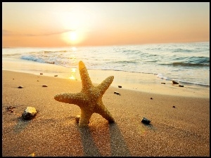 Lato, Rozgwiazda, Morze, Plaża