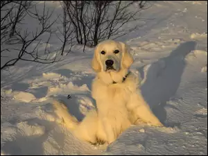 Śnieg, Pies, Retriever